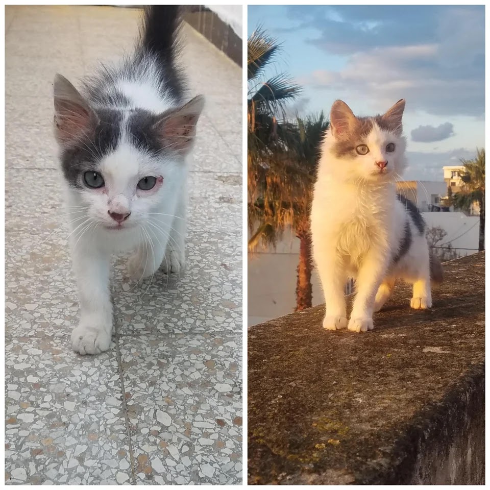 a cat's transformation after being rescued from the street