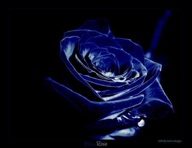 Blue Roses