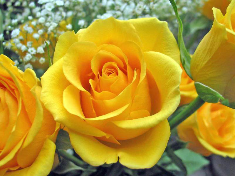 Info Terbaru Gambar Bunga Mawar Kuning