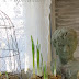 Paperwhites in the Porch