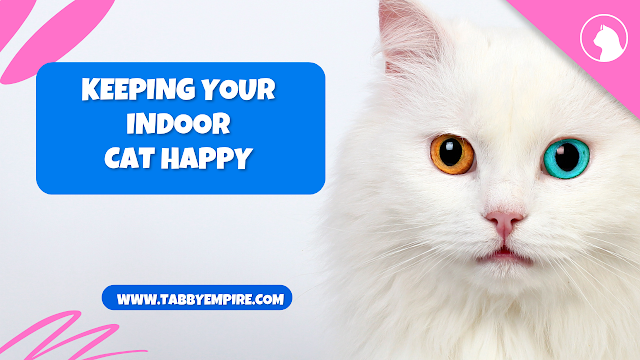 Keeping Your Indoor Cat Happy