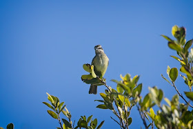 Piratic Flycatcher