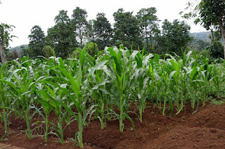 Hasil tanam jagung per hektar