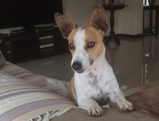 Adopt a Jack Russell Chase