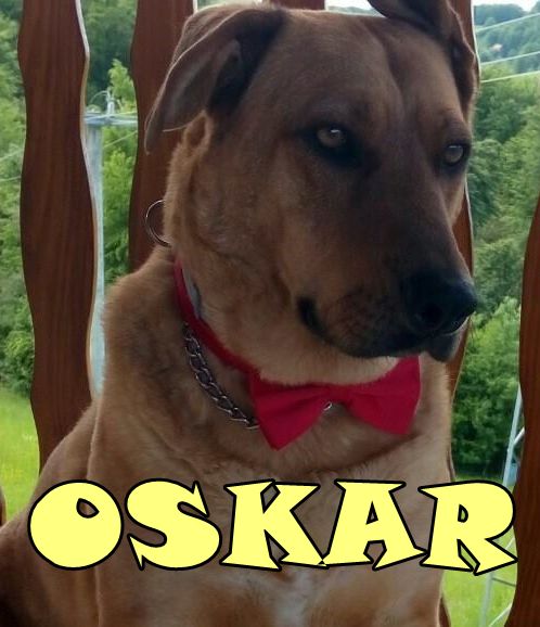 Oskar Dog