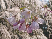 糸桜をバックに隣にある少し赤みのある桜。