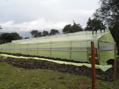 Greenhouse prices, cost of greenhouse polythene in Kenya. Cost of greenhouse kit in  Kenya.Cost of drip irrigation in Kenya, cost of Dam liners in Kenya. Metallic greenhouse prices in Kenya, Wooden greenhouse prices in Kenya.