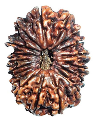 18 mukhi genuine rudraksha