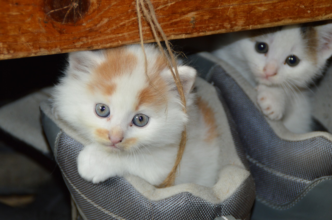 Bahkan Kucing Pun Mendoakan Kita