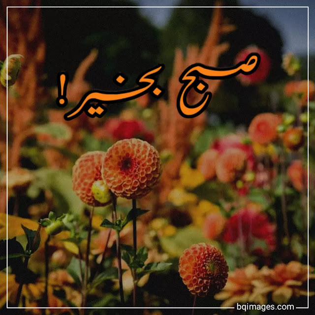 assalamu alaikum subha bakhair