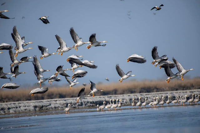 Large flock of Bar Headed Goose in Nepal