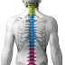 About Spine And Facts About the Human Spine