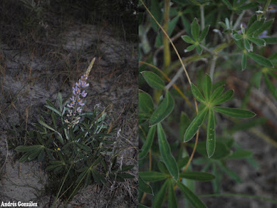 Lupino azul (Lupinus albescens)