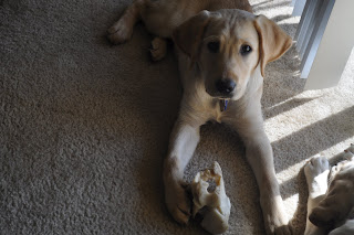 Bob is laying in the sun next to the patio door he has a knuckle bone in between his front paws and he's looking up at me. Egypt's nose and front left paw can be seen in the bottom right corner of the picture.