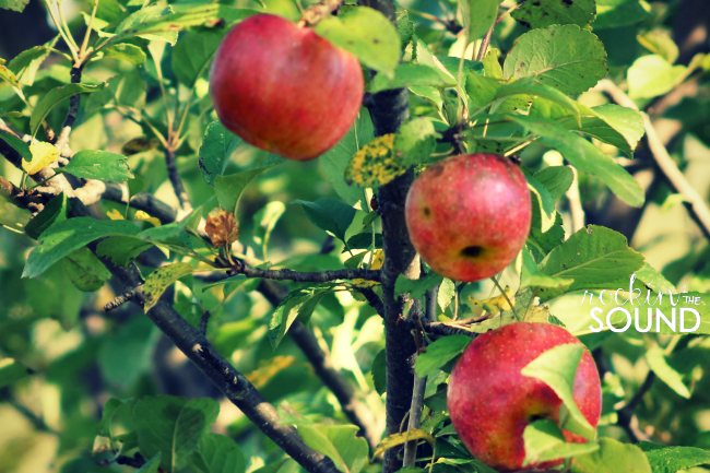 apple3