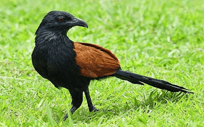 Burung bubut atau ada juga yang menyebutnya dengan burung bubut pacar jambul memiliki nam Daftar Resmi Harga Burung Bubut Update Terbaru Saat Ini
