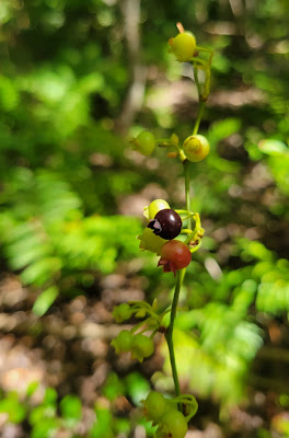 Native blueberries North Florida
