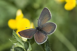 Para ampliar Cupido minimus (Duende oscuro) hacer clic