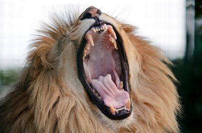 Funny Yawning pictures