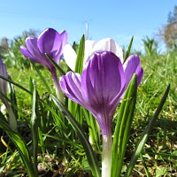 Purple Crocus Group