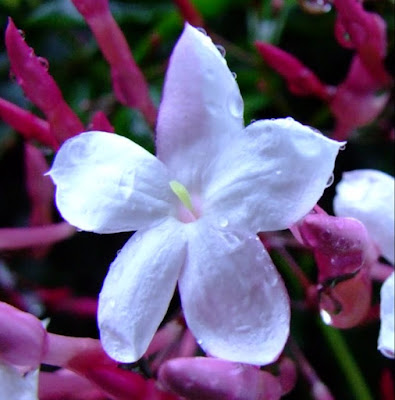 macro shot of jasmine flower fully open