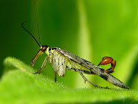 mecoptera lalat kalajengking serangga sengat ordo mecoptera ordo mecoptera ordo mecoptera ordo mecoptera ordo mecoptera ordo mecoptera ordo mecoptera ordo mecoptera ordo mecoptera ordo mecoptera ordo mecoptera ordo mecoptera ordo mecoptera ordo mecoptera ordo mecoptera ordo mecoptera ordo mecoptera ordo mecoptera ordo mecoptera ordo mecoptera ordo mecoptera ordo mecoptera ordo mecoptera ordo mecoptera ordo mecoptera ordo mecoptera ordo mecoptera ordo mecoptera ordo mecoptera ordo mecoptera ordo mecoptera ordo mecoptera ordo mecoptera ordo mecoptera ordo mecoptera ordo mecoptera ordo mecoptera ordo mecoptera ordo mecoptera ordo mecoptera ordo mecoptera ordo mecoptera ordo mecoptera ordo mecoptera ordo mecoptera ordo mecoptera ordo mecoptera ordo mecoptera ordo mecoptera ordo mecoptera ordo mecoptera ordo mecoptera ordo mecoptera ordo mecoptera ordo mecoptera ordo mecoptera ordo mecoptera ordo mecoptera ordo mecoptera ordo mecoptera ordo mecoptera ordo mecoptera ordo mecoptera ordo mecoptera ordo mecoptera ordo mecoptera ordo mecoptera ordo mecoptera ordo mecoptera ordo mecoptera ordo mecoptera ordo mecoptera ordo mecoptera ordo mecoptera ordo mecoptera ordo mecoptera ordo mecoptera ordo mecoptera ordo mecoptera ordo mecoptera ordo mecoptera ordo mecoptera ordo mecoptera ordo mecoptera ordo mecoptera ordo mecoptera ordo mecoptera ordo mecoptera ordo mecoptera ordo mecoptera ordo mecoptera ordo mecoptera 