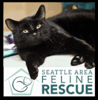 Seattle Area Feline Rescue