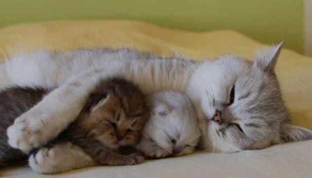 Foto Kucing Tidur Sama Anak Kucing