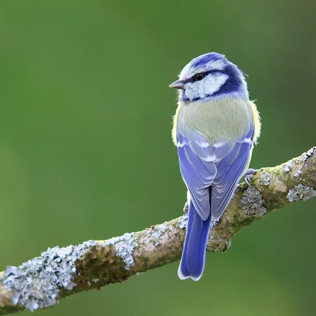 Photography Of Birds