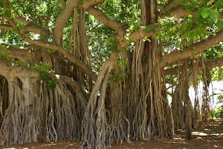 Banyan tree