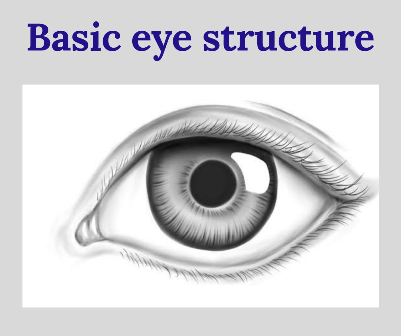 Basic eye structure and part of eye