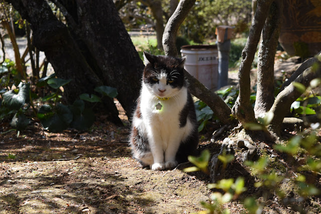 唐沢山神社 【唐沢山荘】にたい猫