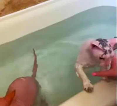 Two sphynx cats are bathing in a tub with baby-shampoo-for-sphynx