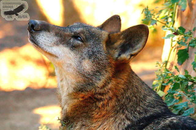 Lobo iberico en semilibertad