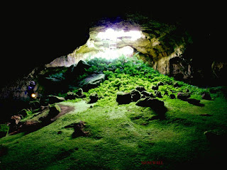 Beautiful Forest on the Cave