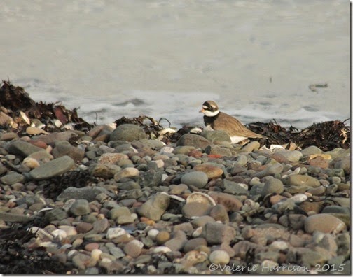 13-plover