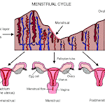 Ubat Untuk Period Berpanjangan