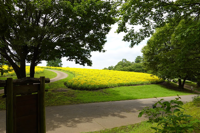 鳥取県西伯郡南部町鶴田　とっとり花回廊　花の丘