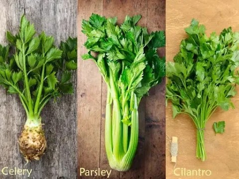 daun ketumbar in chinese