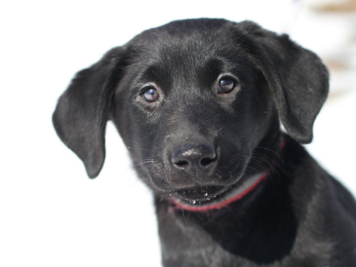 yellow lab golden retriever mix puppies. Retriever Mix Puppy