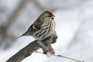 Sizerin flammé - Carduelis flammea 