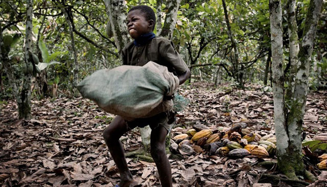Ada Praktik Perbudakan Modern Terhadap Anak-Anak yang Bekerja di Kebun Cokelat