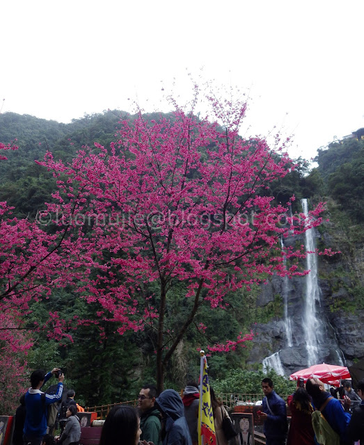 Wulai cherry blossom