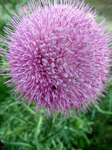 P1020225