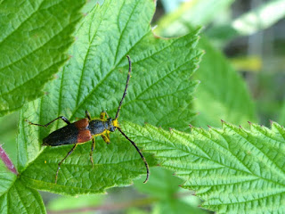 Longicorne à épaulettes - Stictoleptura canadensis