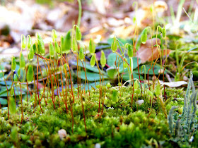 Capillary Thread Moss Bryum capillare, Vienne. France. Photographed by Susan Walter. Tour the Loire Valley with a classic car and a private guide.