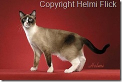 snowshoe cat