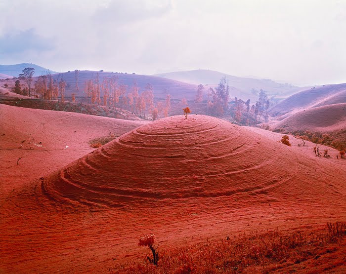 Richard Mosse