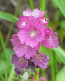 Oregon Checker-Mallow, Sidalcea oregana