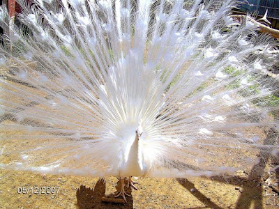 albino peacock pa